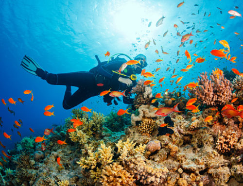 Plongée sous marine